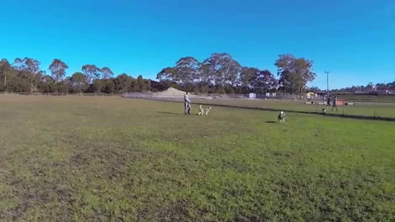 Tuggerah Dog Park