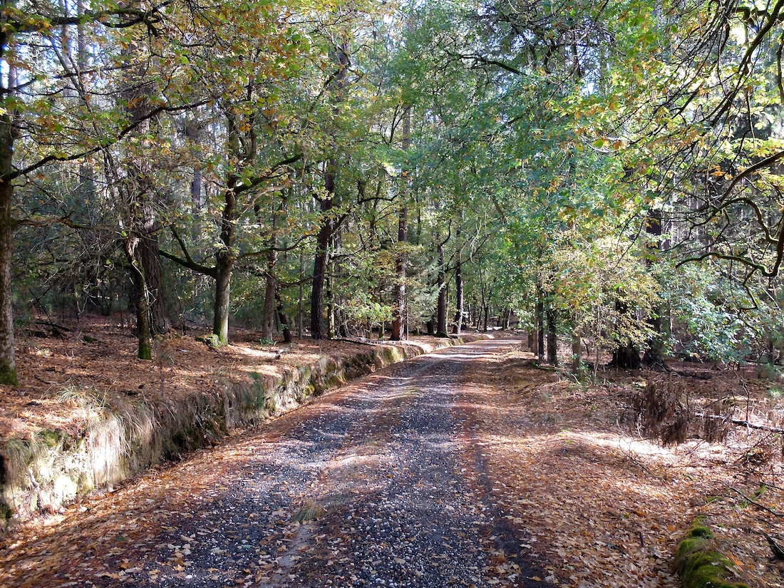 La Gerche Forest