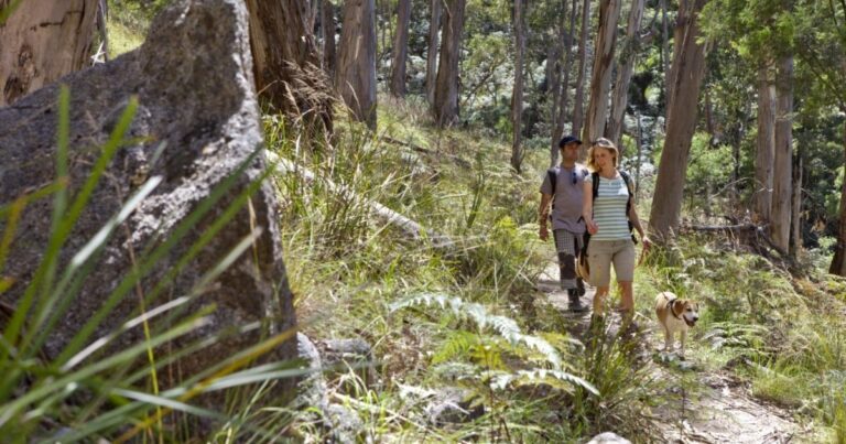 Mount Cole State Forest 768x403