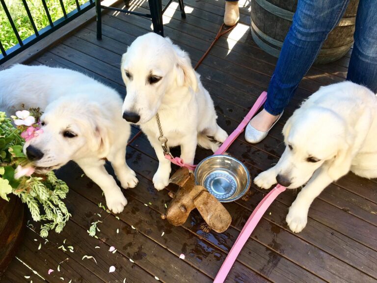 Pickers Co 4 768x576