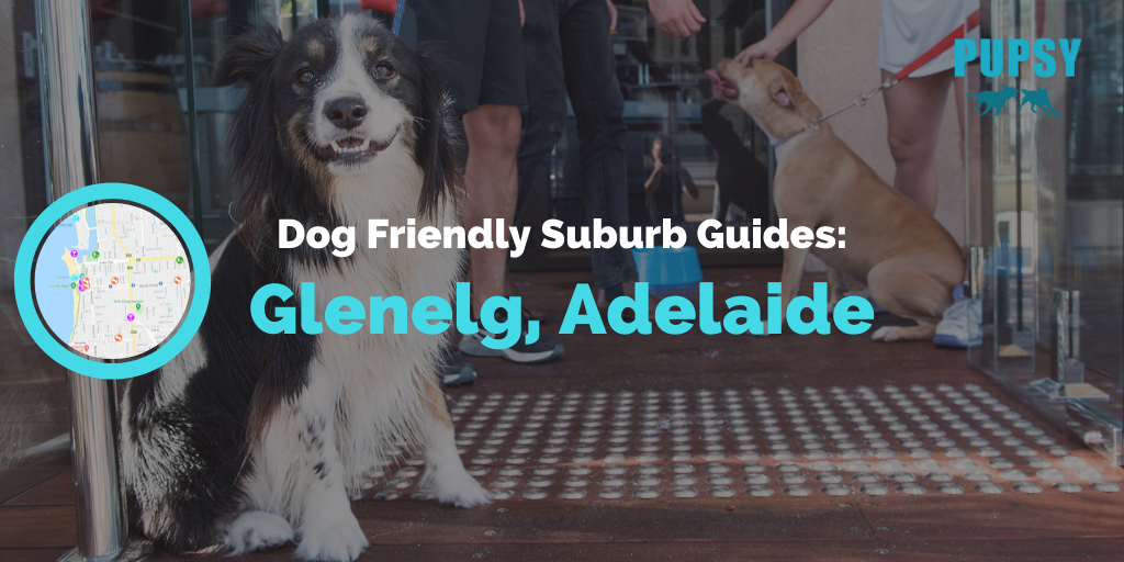 dog-friendly-glenelg-adelaide