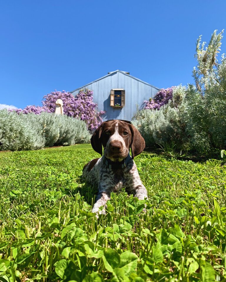 Lowe Wines 3 768x957