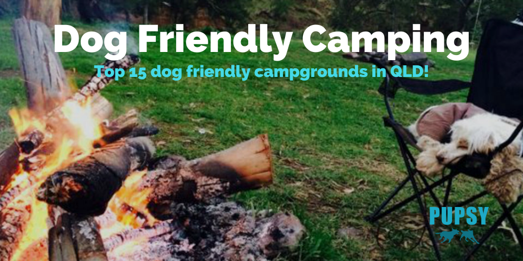 dog-friendly-camping-qld