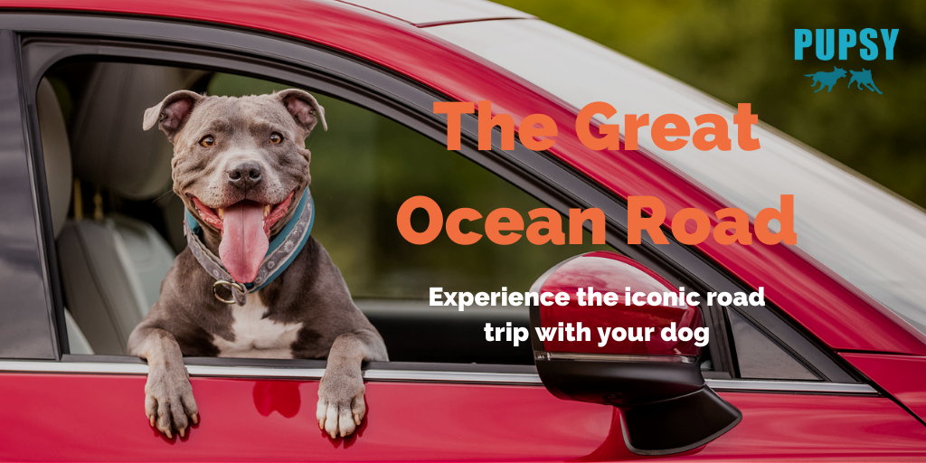 dog-friendly-great-ocean-road
