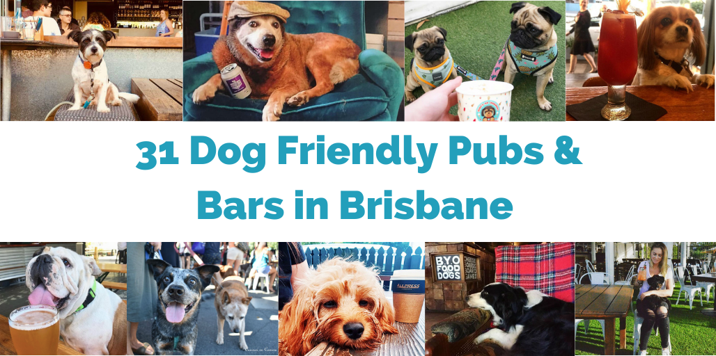 dog-friendly-pubs-brisbane