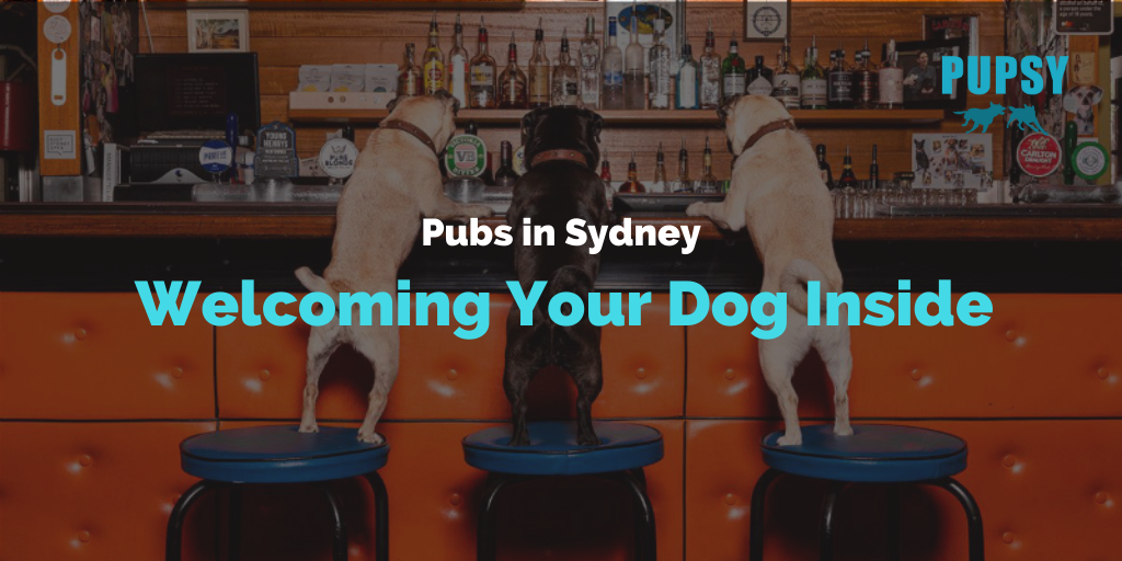 dog-friendly-pubs-in-sydney-welcoming-your-dog-inside