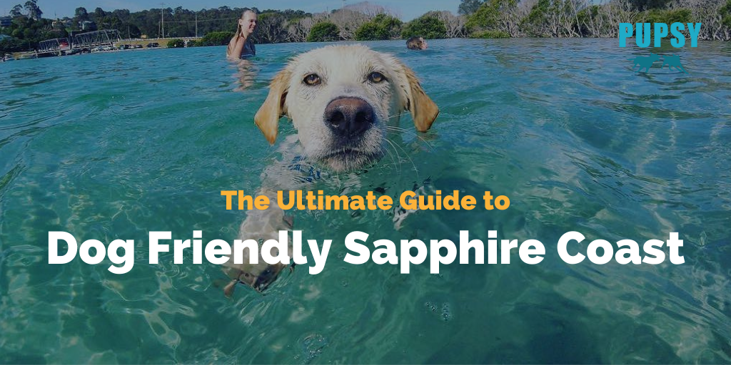 dog-friendly-sapphire-coast