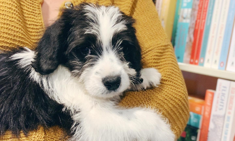 Collins Booksellers 2 96 768x461