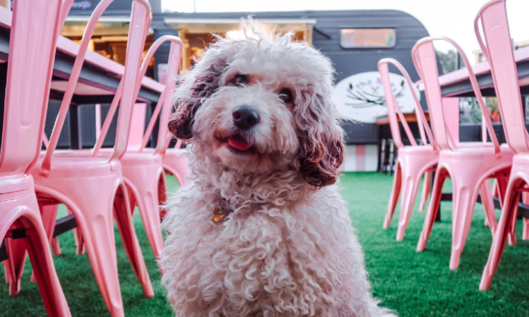 Flamin Galah 1 106 1 768x461