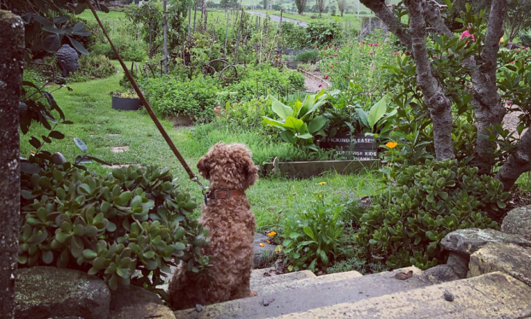 Milk Haus 1 106 1 768x461