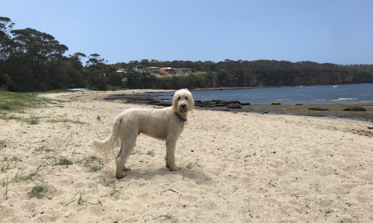 Ulladulla harbour 106 1 768x461
