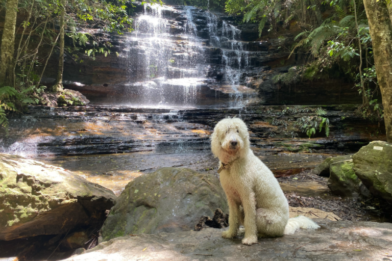 South Lawson 1 96 768x512