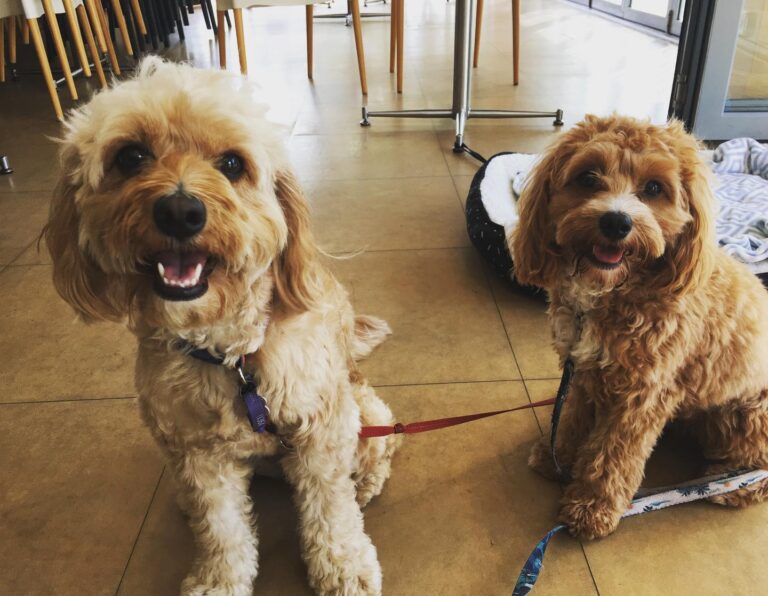 The Deck Airlie Beach 2 768x596