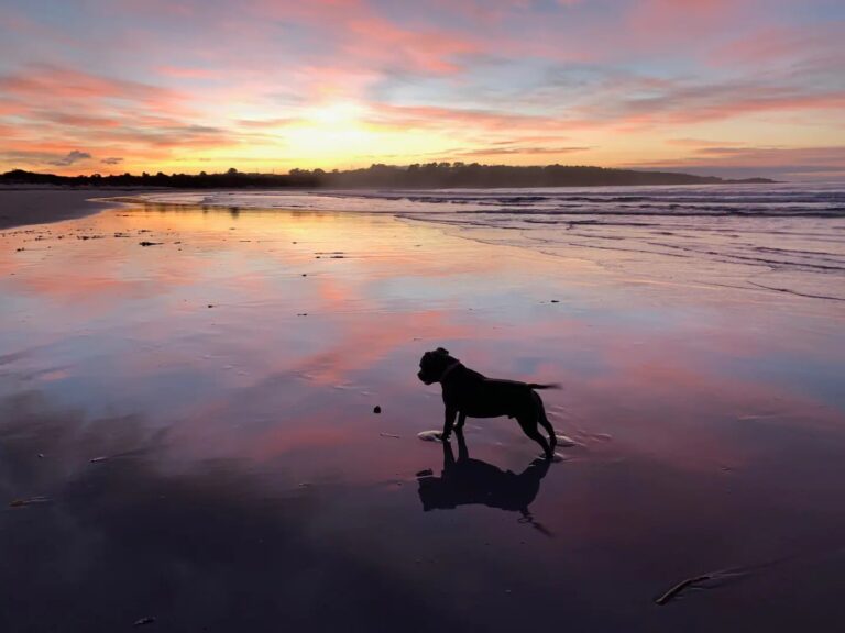 coopers ocean cabin dog friendly accommodation 18 768x576