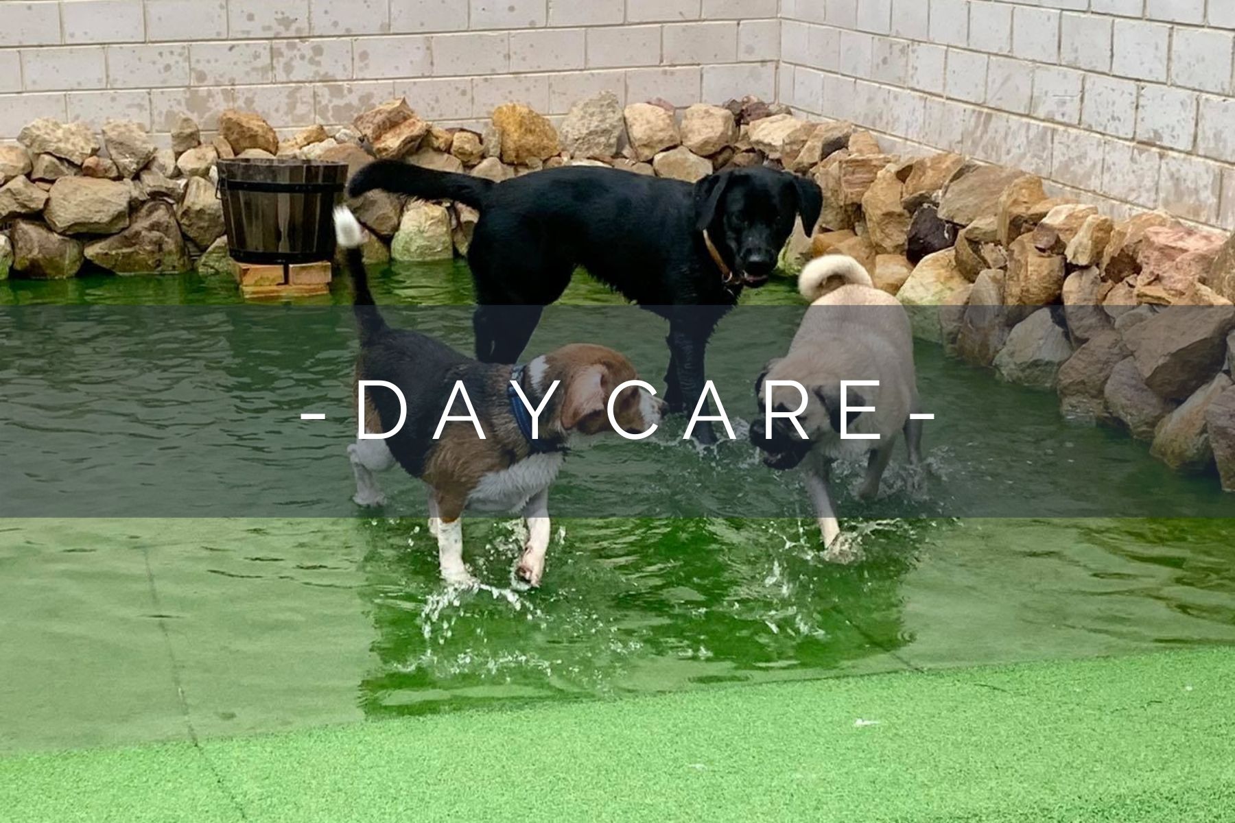 dog-day-care-home