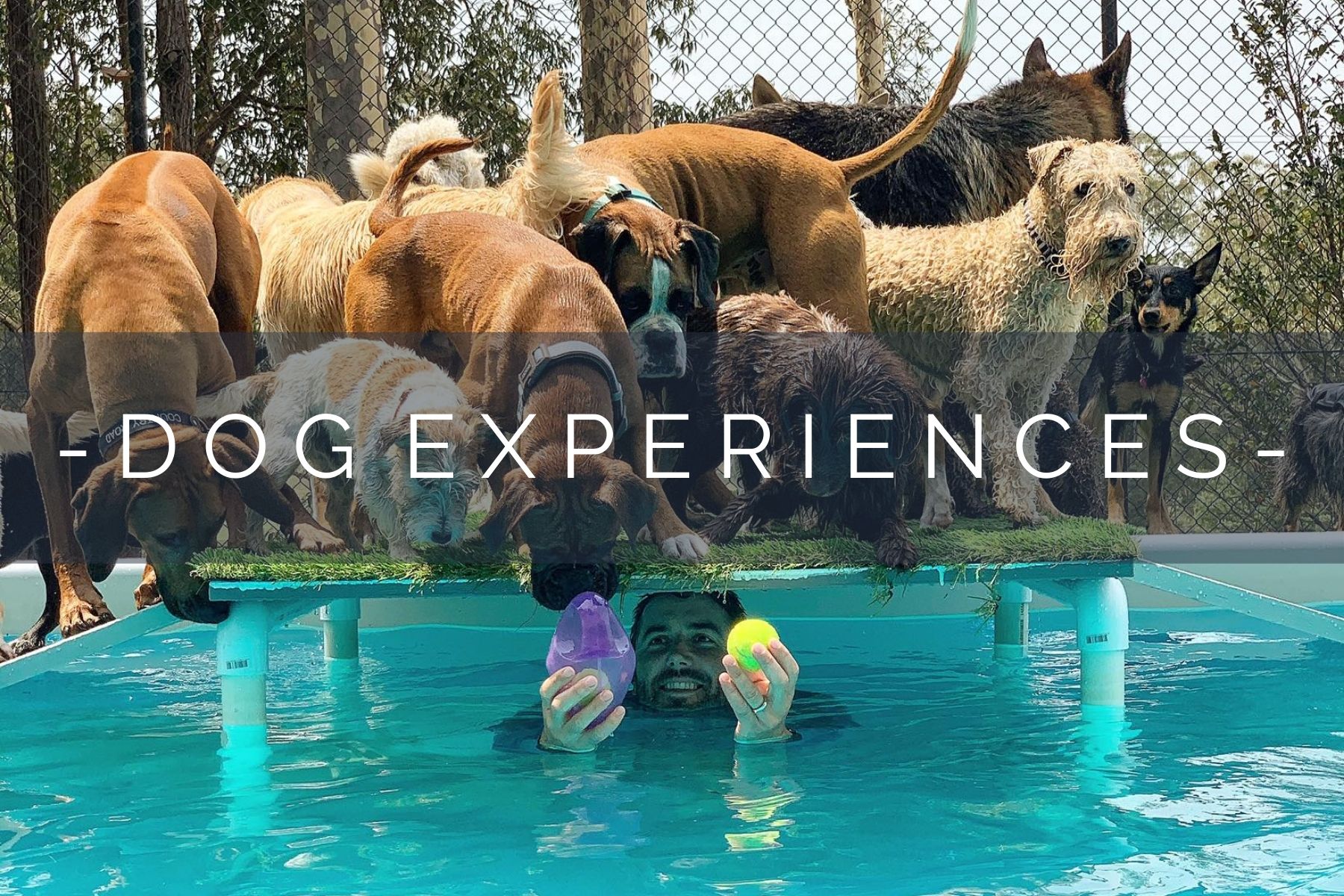 dog-experiences-home