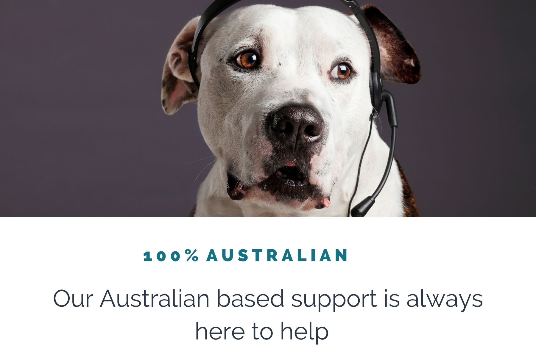dog-friendly-accommodation-australian-support