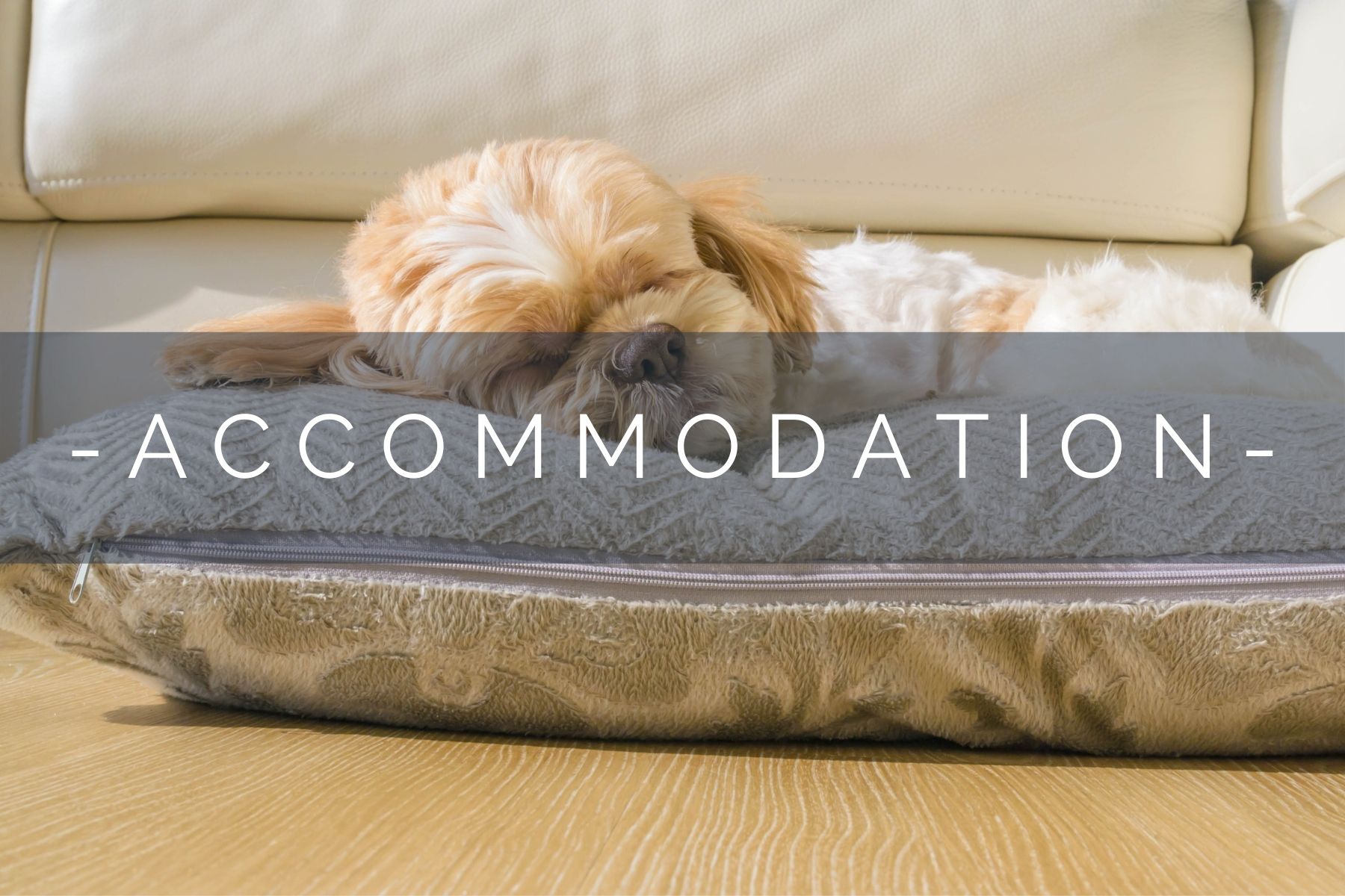 dog-friendly-accommodation-home