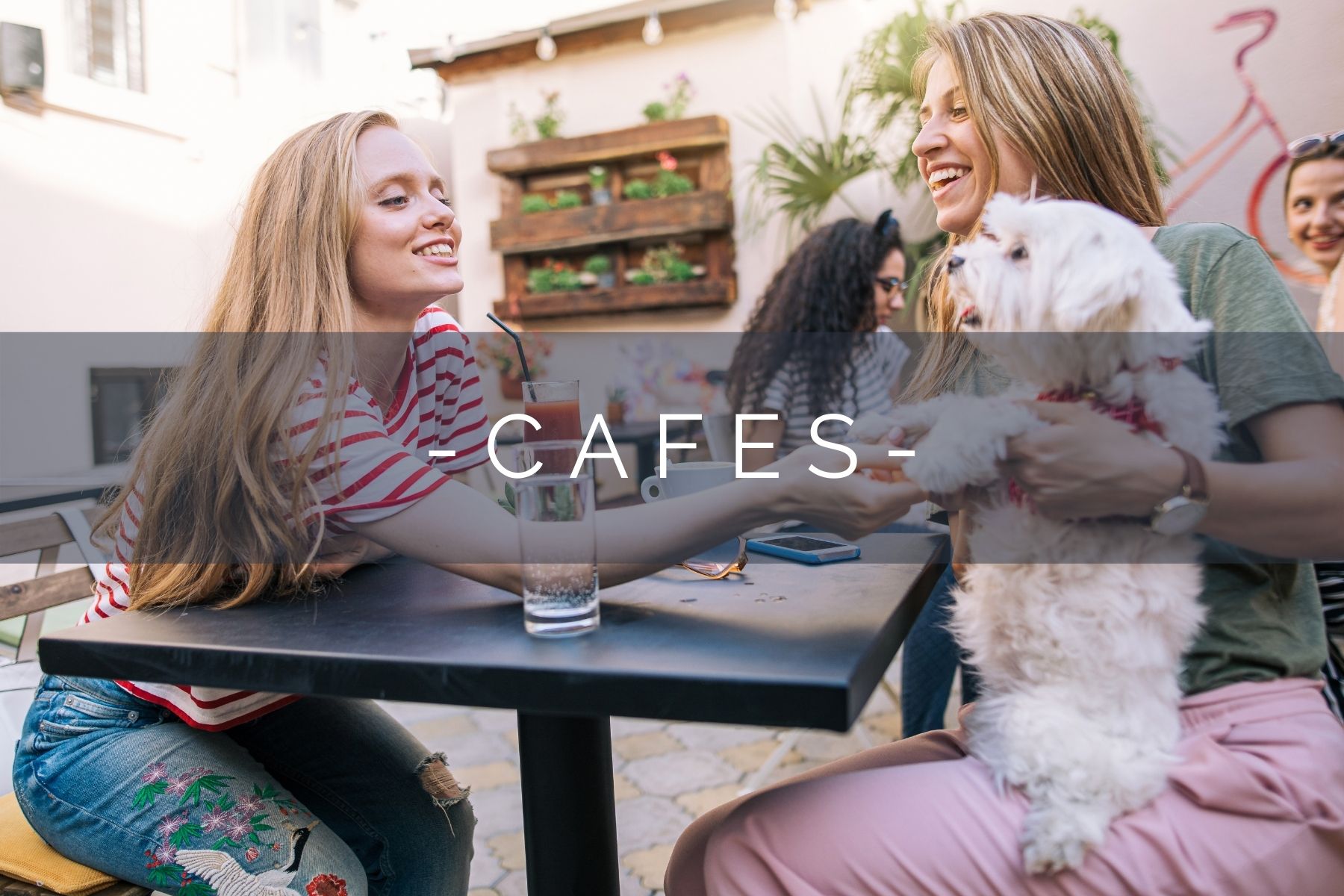 dog-friendly-cafes-home