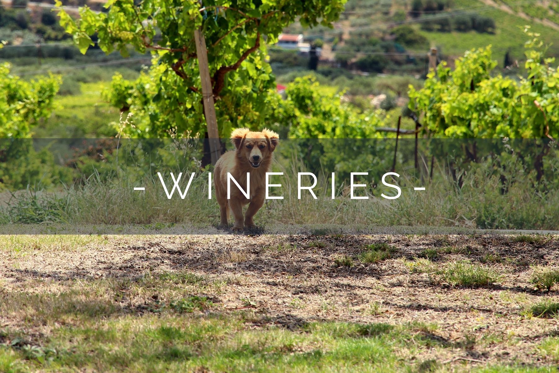 dog-friendly-wineries-home
