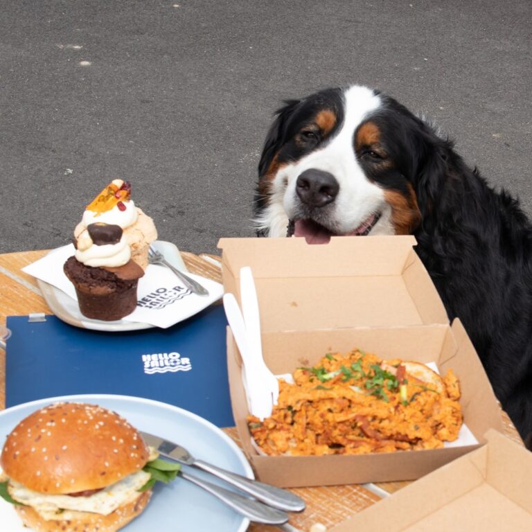 Hello Sailor 1 768x768