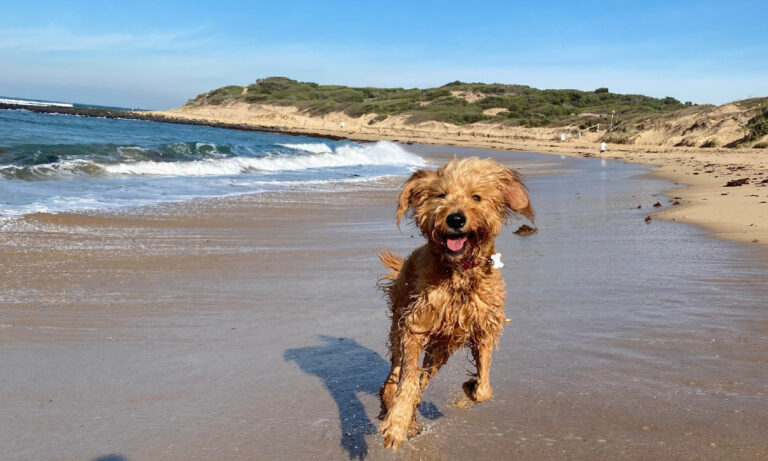 Breamlea Dog Beach 106 1 768x461