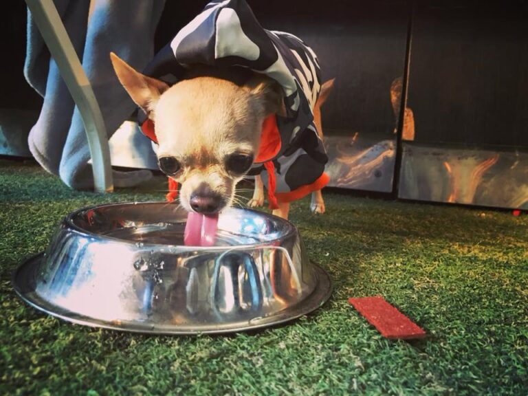 Chippo Hotel 12 768x576