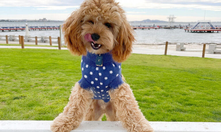 Eastern Beach 2 106 768x461