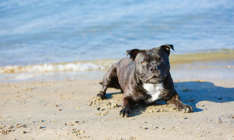Moorpanyal Beach 768x461
