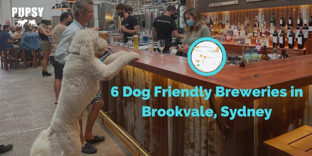 dog-friendly-breweries-brookvale