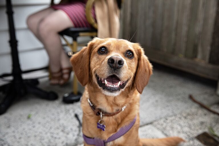 The Garden Berry 12 768x512