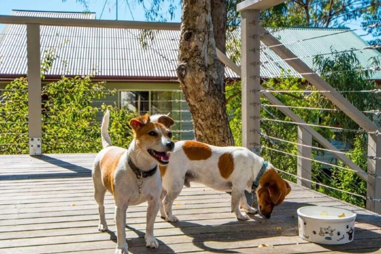 monigatti cottage dog friendly accommodation 15 96 768x512