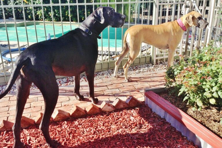 must love dogs bnb dog friendly accommodation garden suite 2 96 768x512