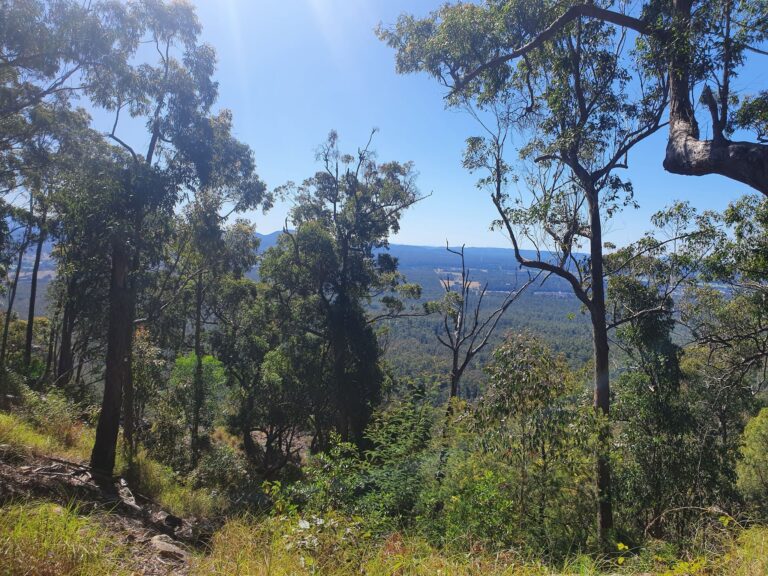 Cowarra State Forest 768x576