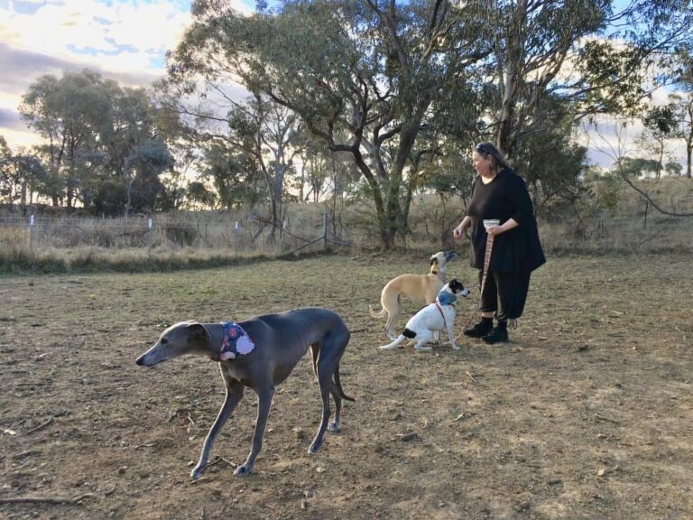 Jerrabombera Dog Park 768x576