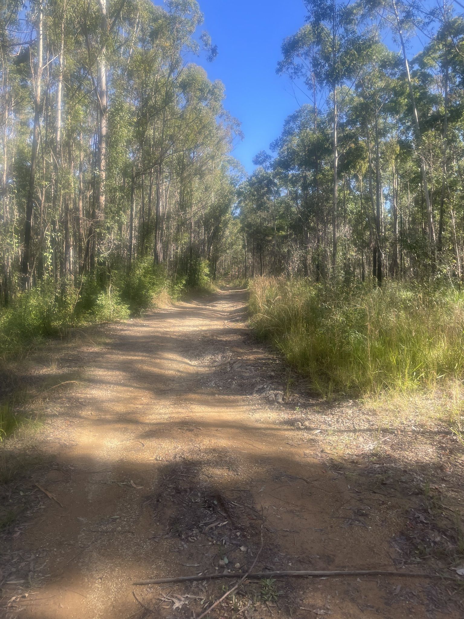 Kendall State Forest