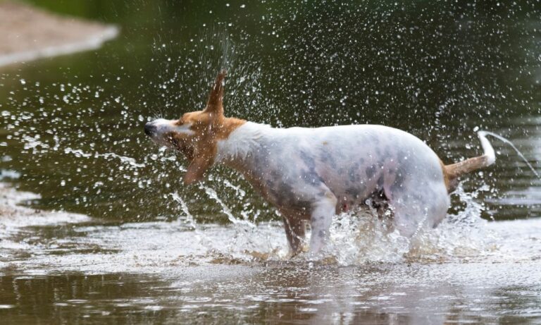 Kurrajong Point Beach 768x461