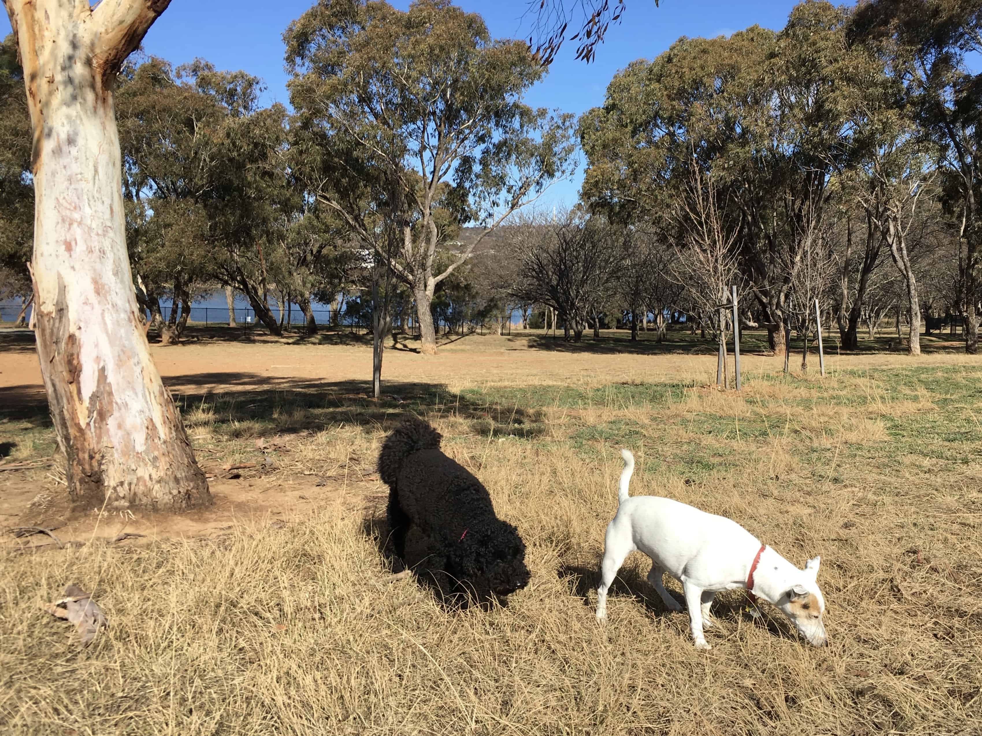 Lake Ginninderra