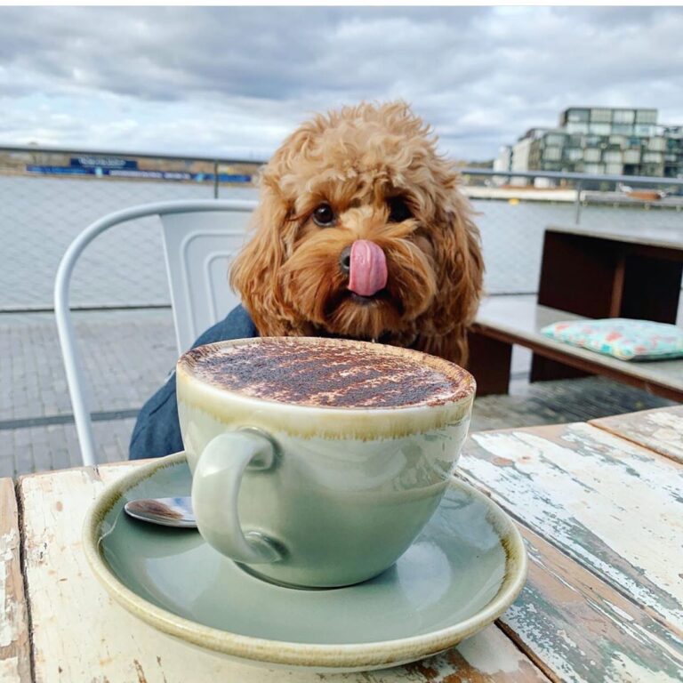 Local Press Cafe 6 768x768