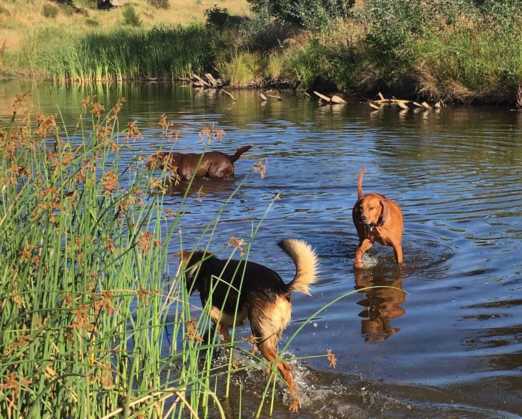 Molonglo River