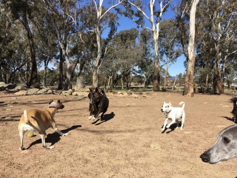 OConnor Dog Park 768x576
