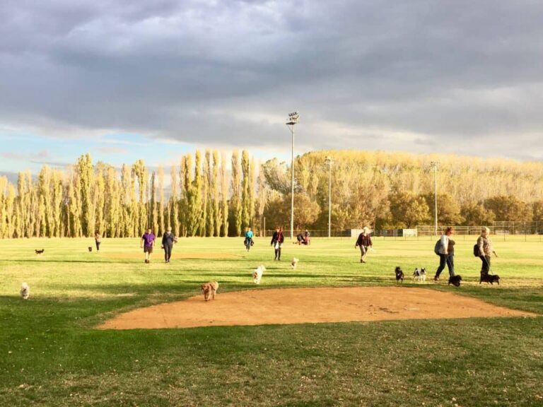 Errol Kavanagh Oval 768x576