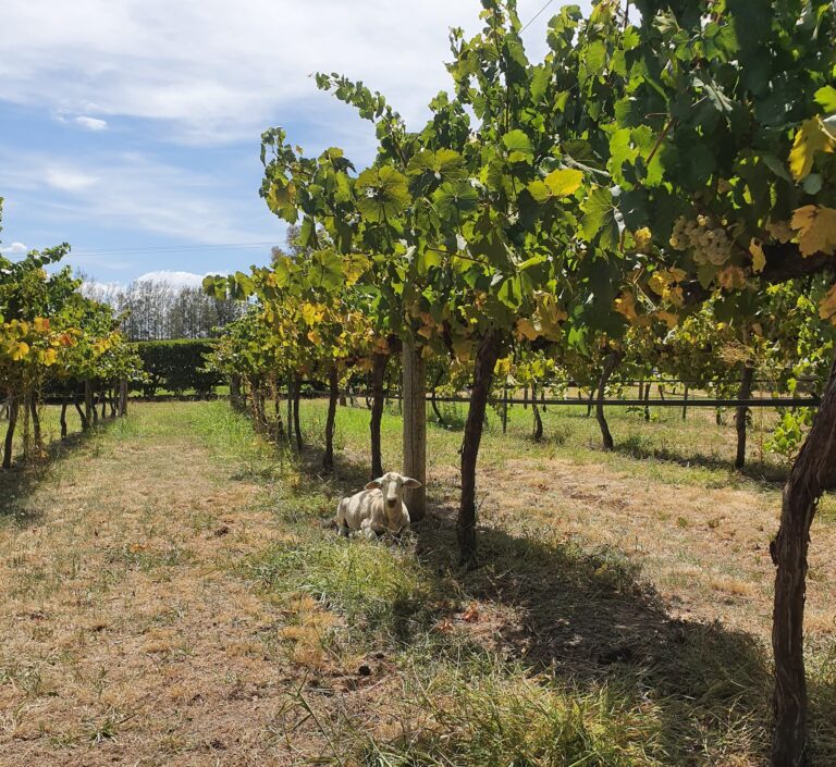 Orange Mountain Wines 1 768x705