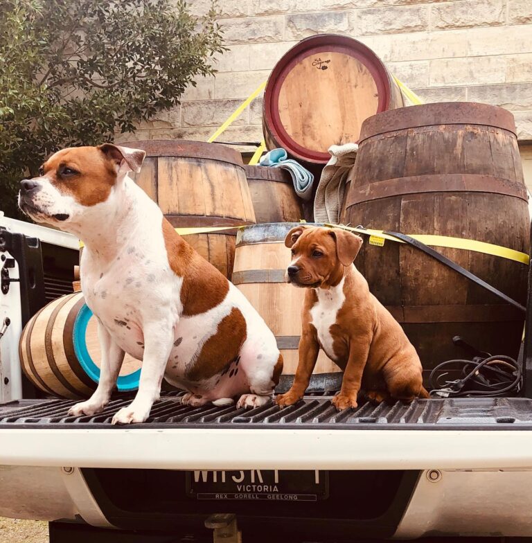 The Whiskery 7 768x784