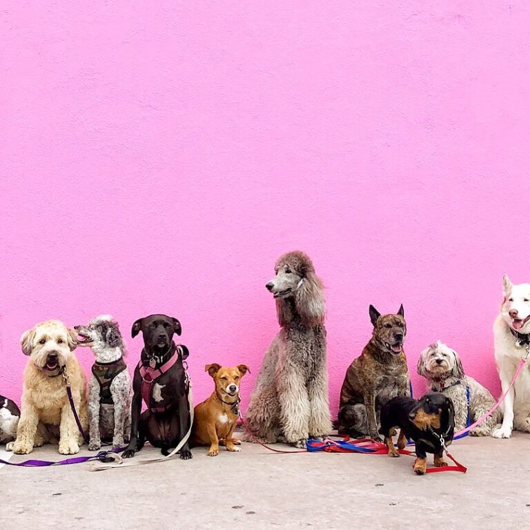 Pink Lemonade 1 768x768