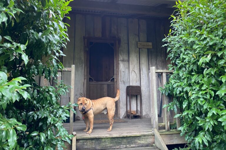 magnolia cottage dog friendly accommodation 17 96 768x512