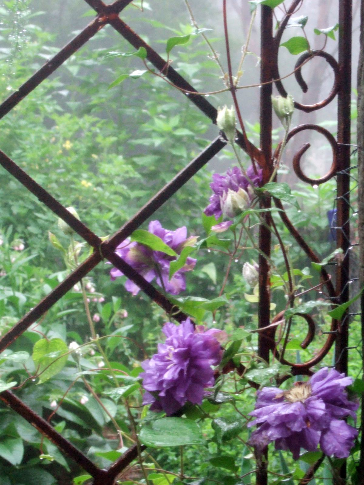 clematis01