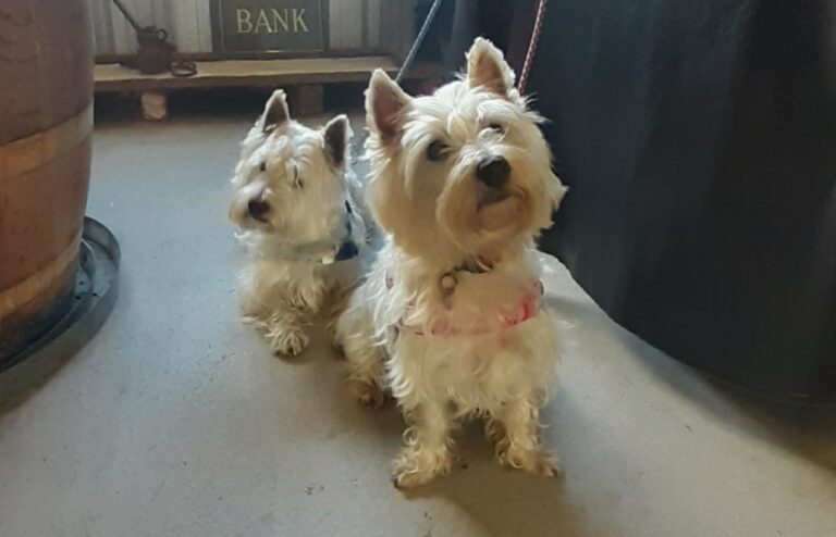 AVENTINE WINES 22 768x494