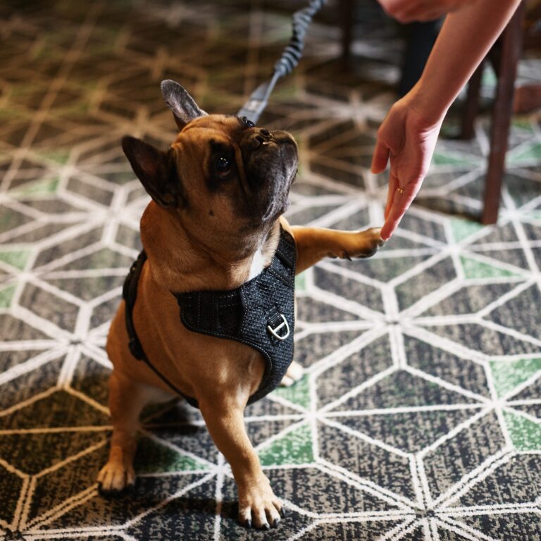 The Redfern 1 768x768