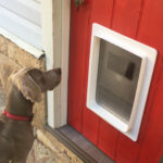 extra large dog door for timber petcorp 150x150